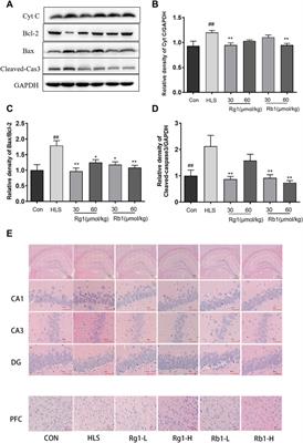 Protective effects of ginsenosides Rg1 and Rb1 against cognitive impairment induced by simulated microgravity in rats